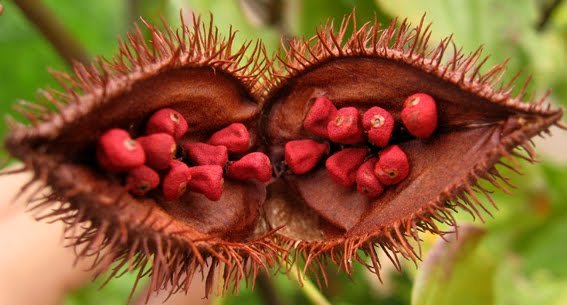 achiote pod.jpg
