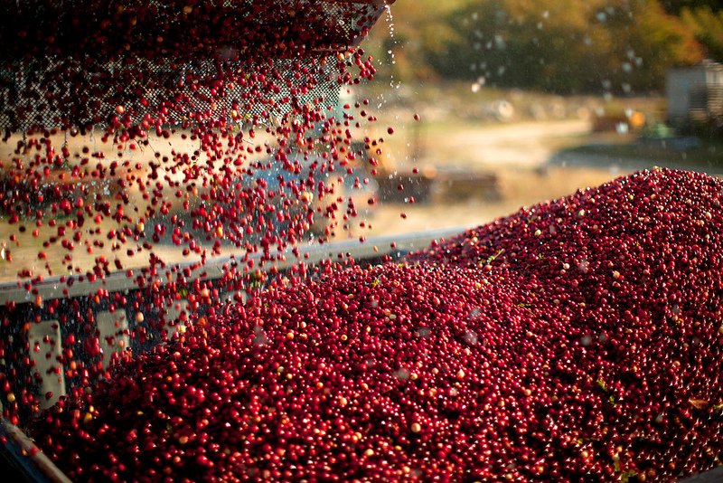 cranberries-being-poured.jpg