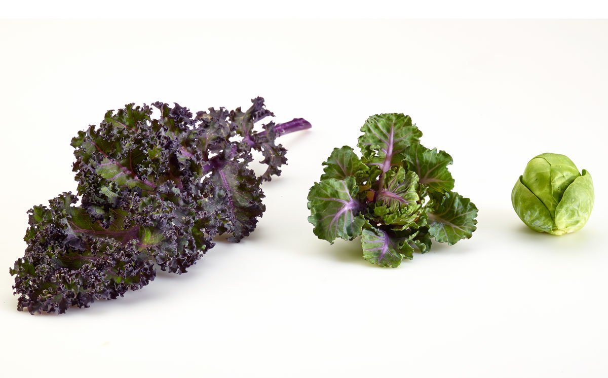 kalettes-comparison-2.jpg