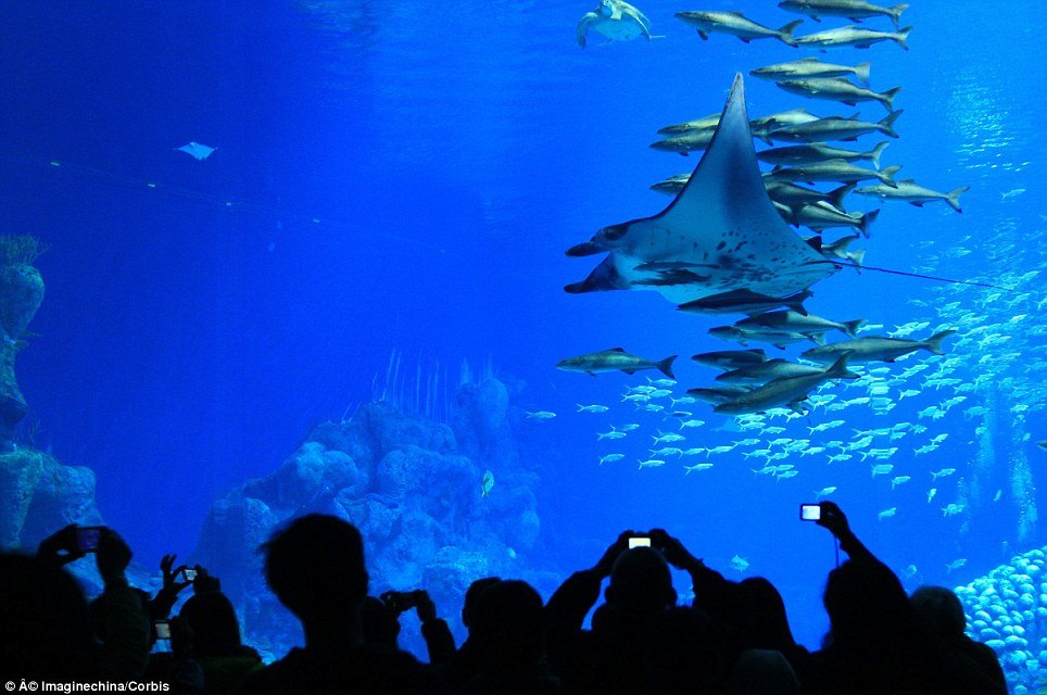 hengqin-ocean-kingdom-4